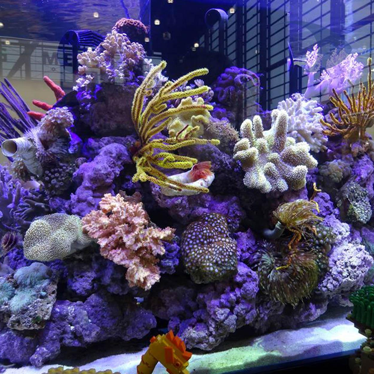 Roca viva artificial Reef Project 2.0 3 Roca viva artificial Reef Project 2.0 - Imagen 3