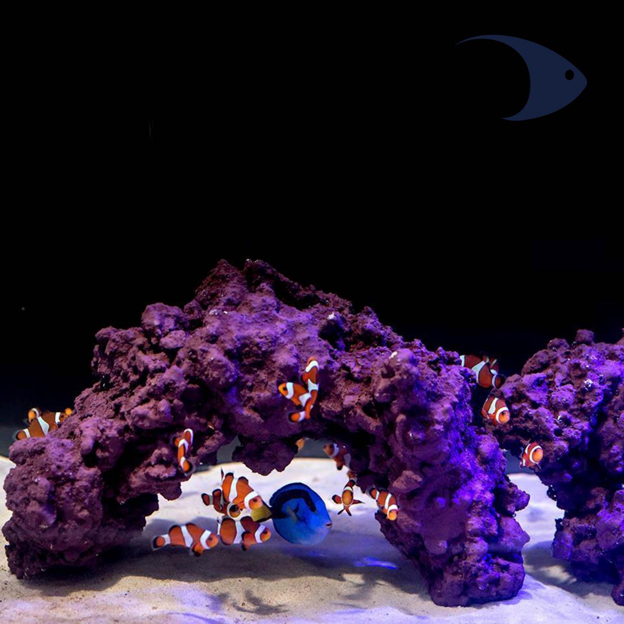 Roca viva artificial Reef Project 2.0 4 Roca viva artificial Reef Project 2.0 - Imagen 4