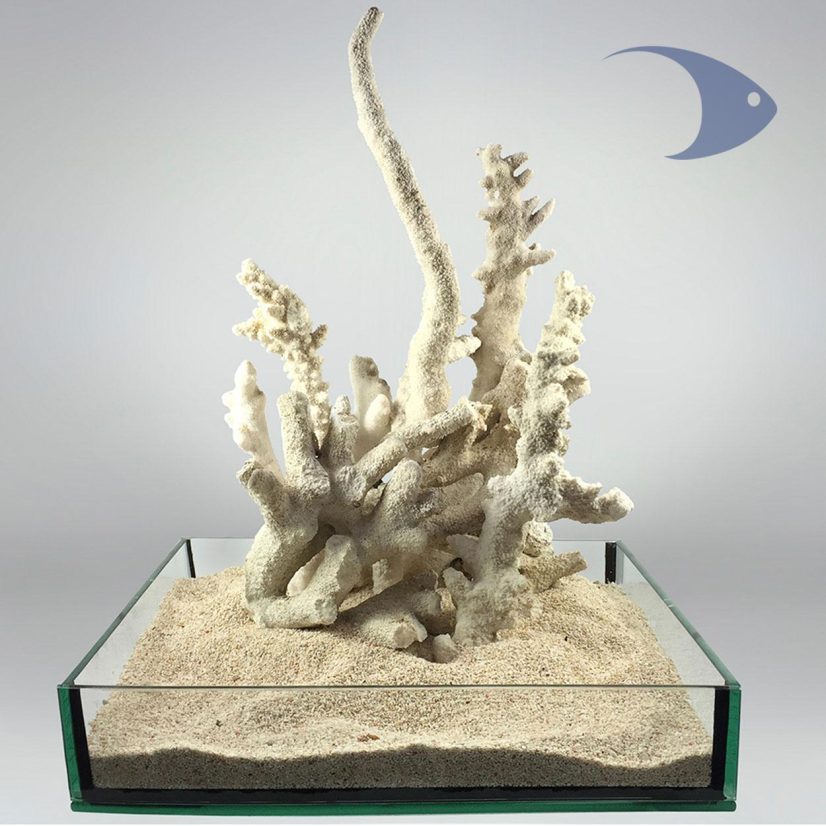 Roca Base Decoline Branch
