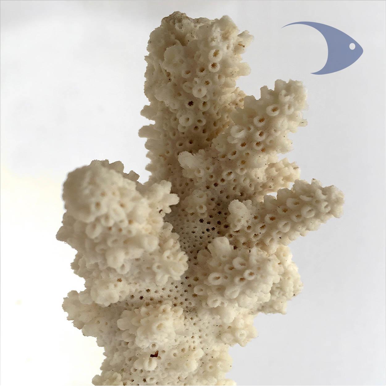 Roca Base Decoline Branch 2 Roca Base Decoline Branch - Imagen 2