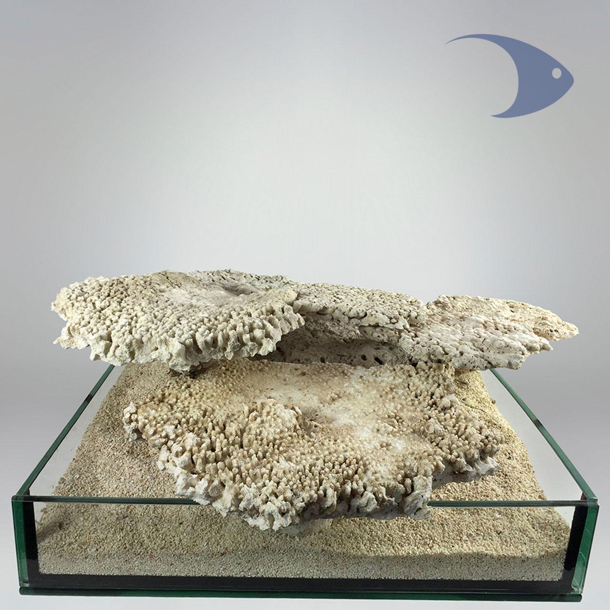 Roca Base Decoline Shelf 1 Roca Base Decoline Shelf