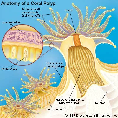Anatomía de un coral