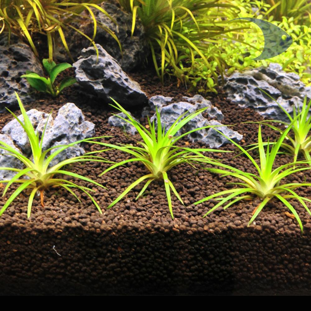 AZOO Plant Grower Bed 3 AZOO Plant Grower Bed - Imagen 3