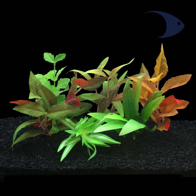 AZOO Real Plants