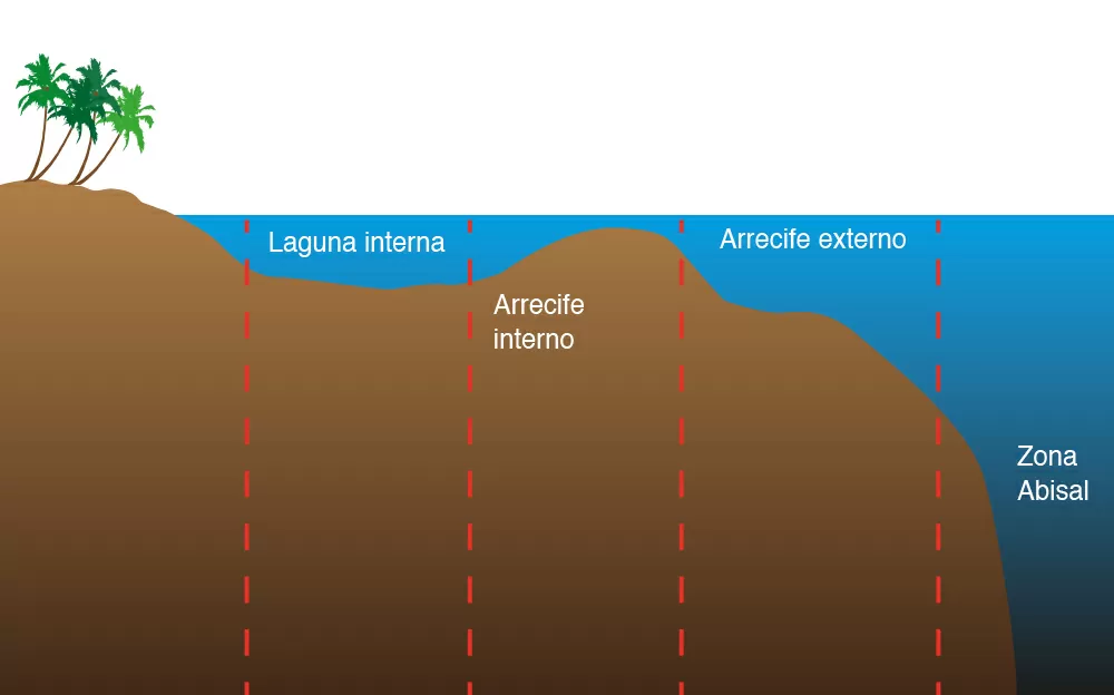 La Circulación En Los Acuarios De Arrecife:11 Razones