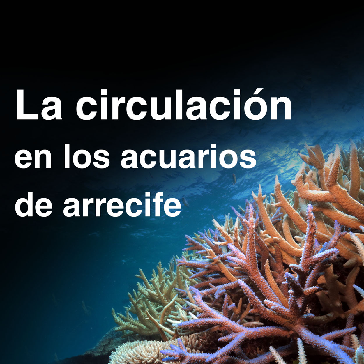 La circulación en los acuarios de arrecife