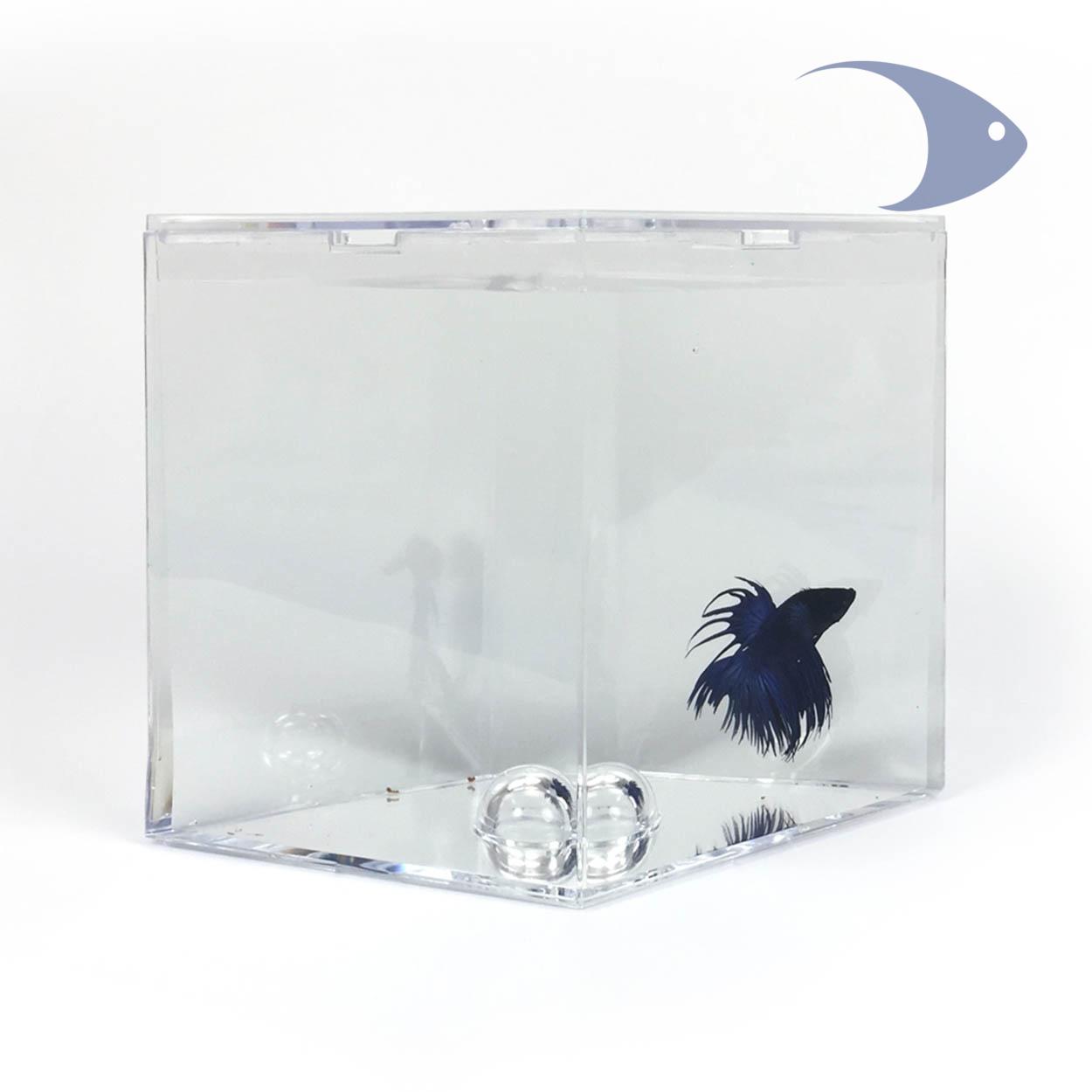Mini acuarios para peces Betta Serie MBA 3 Mini acuarios para peces Betta Serie MBA - Imagen 3