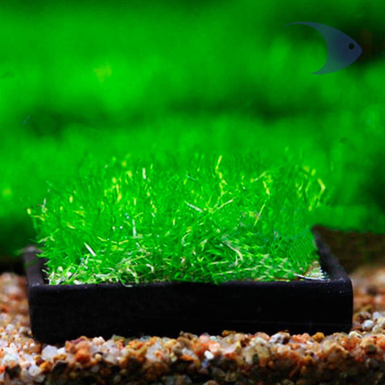 Bases cerámicas para cultivo de plantas 4 Bases cerámicas para cultivo de plantas - Imagen 4