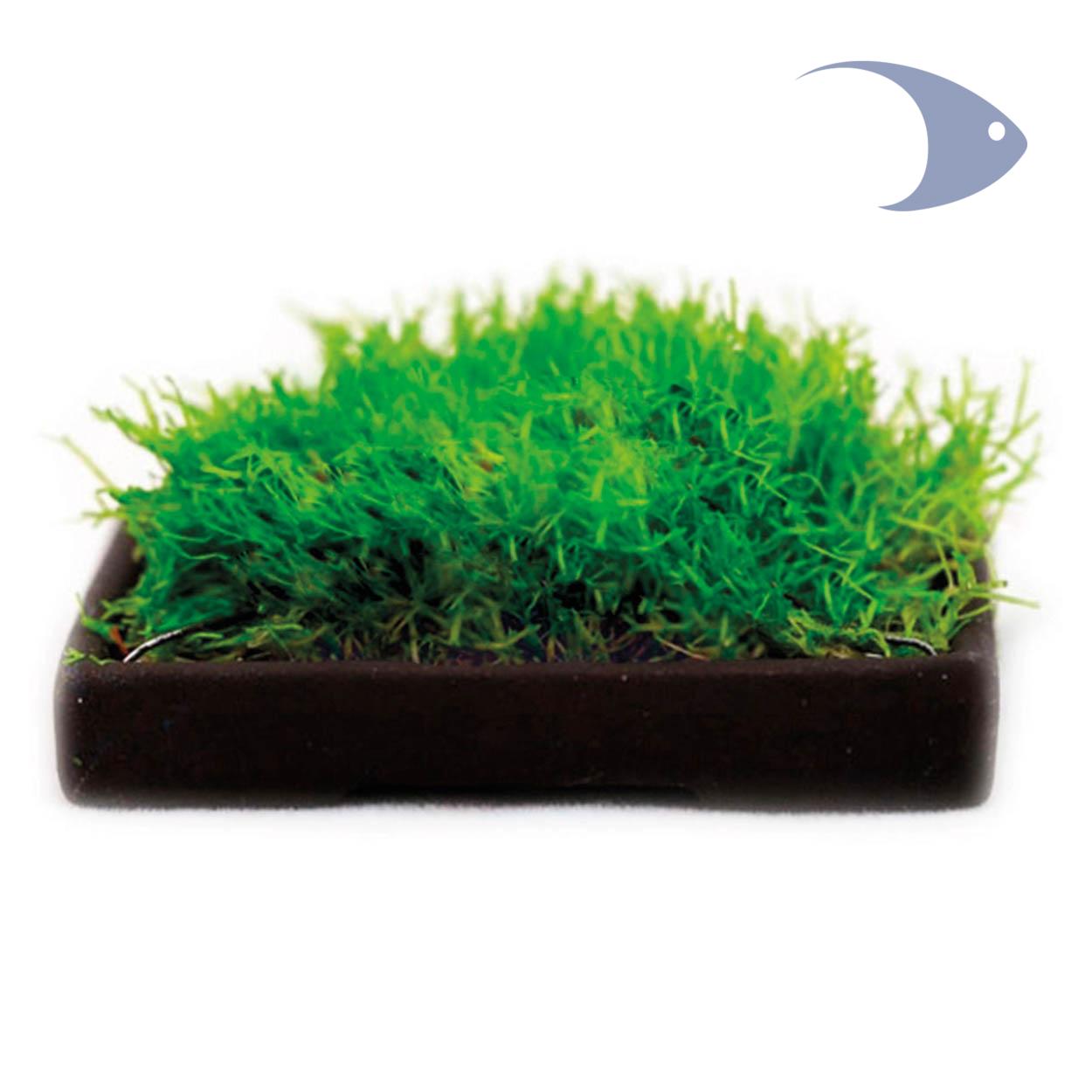 Bases cerámicas para cultivo de plantas 3 Bases cerámicas para cultivo de plantas - Imagen 3