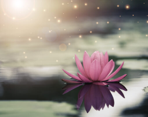 Beautiful pink water lily or lotus with sunlight in the pond.