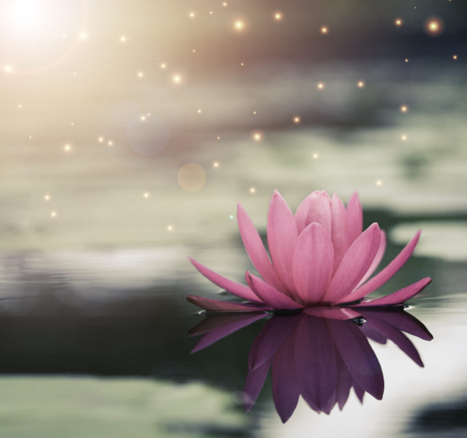 Beautiful pink water lily or lotus with sunlight in the pond.