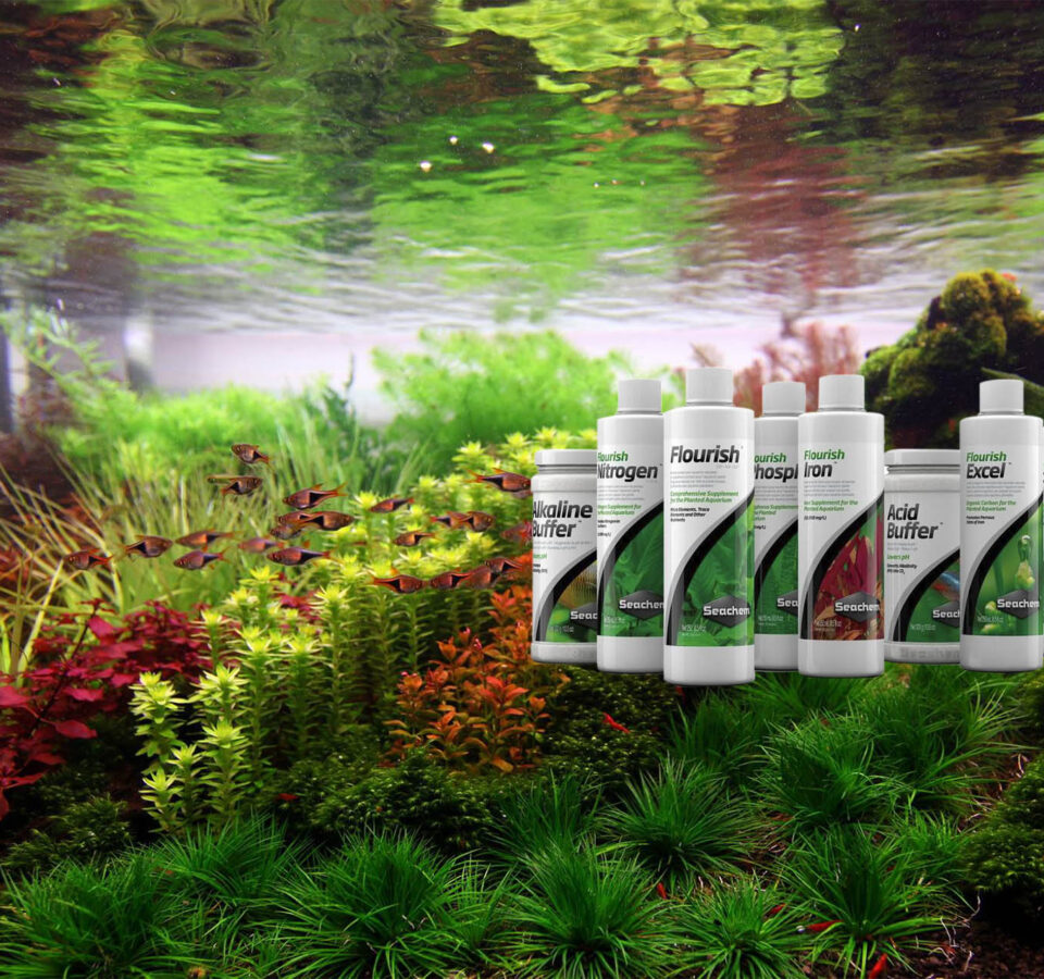 slide-seachem-plantado-01