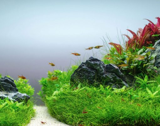 Tropica-plantado-slide