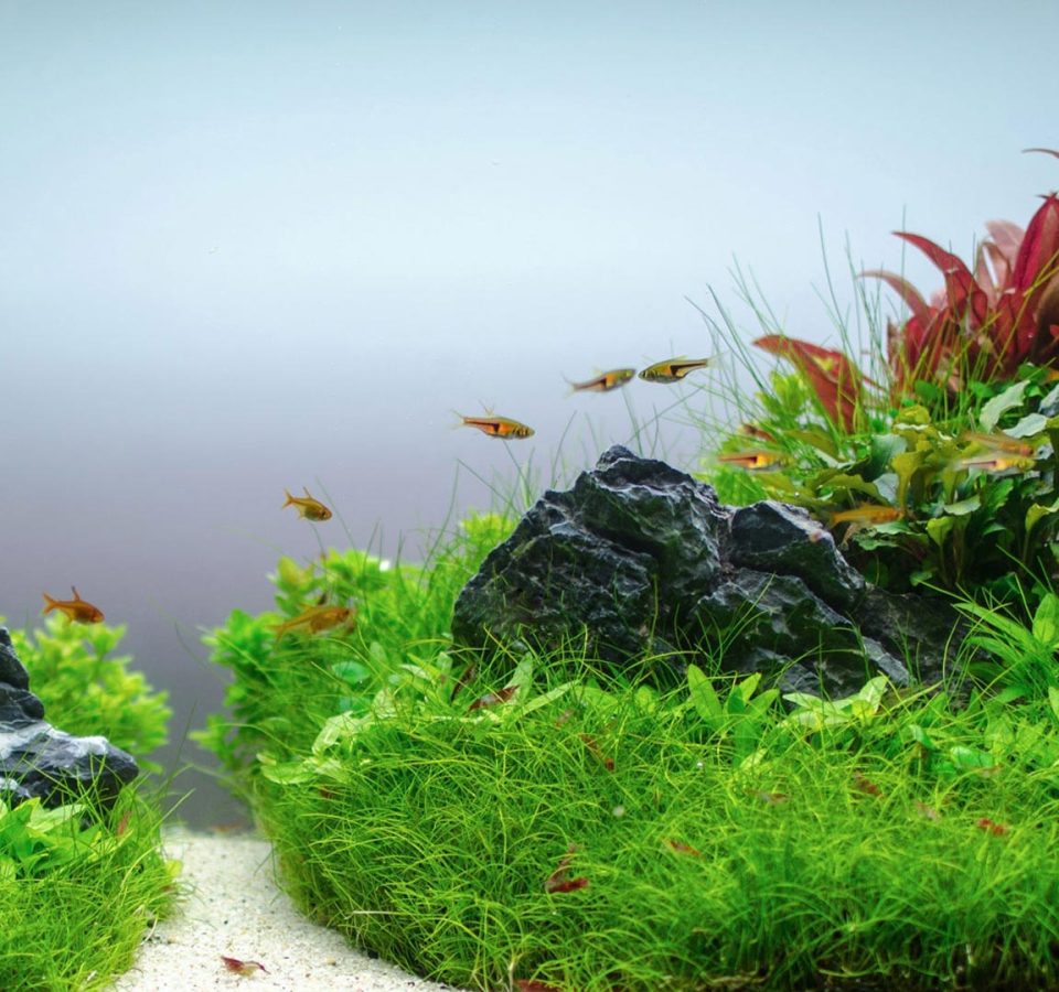 Tropica-plantado-slide