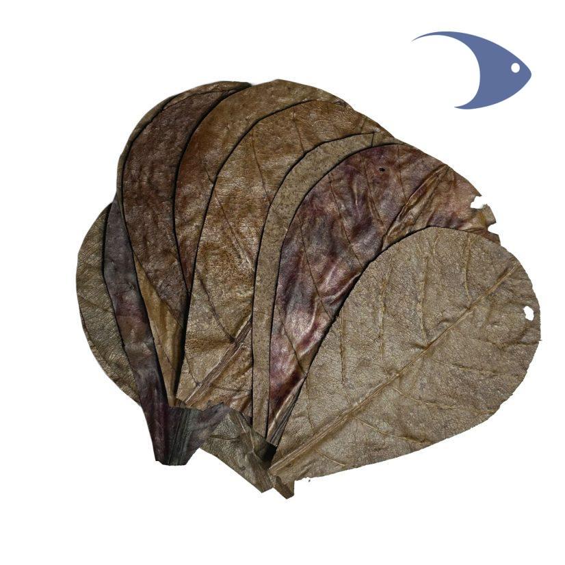Hojas de Catappa - Imagen 6