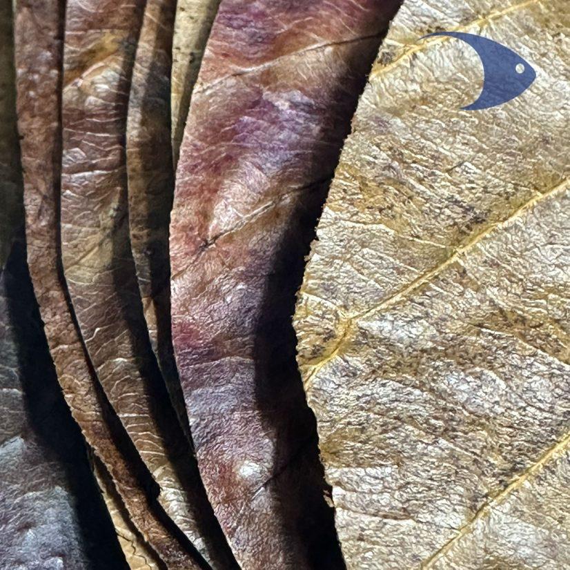Hojas de Catappa - Imagen 8
