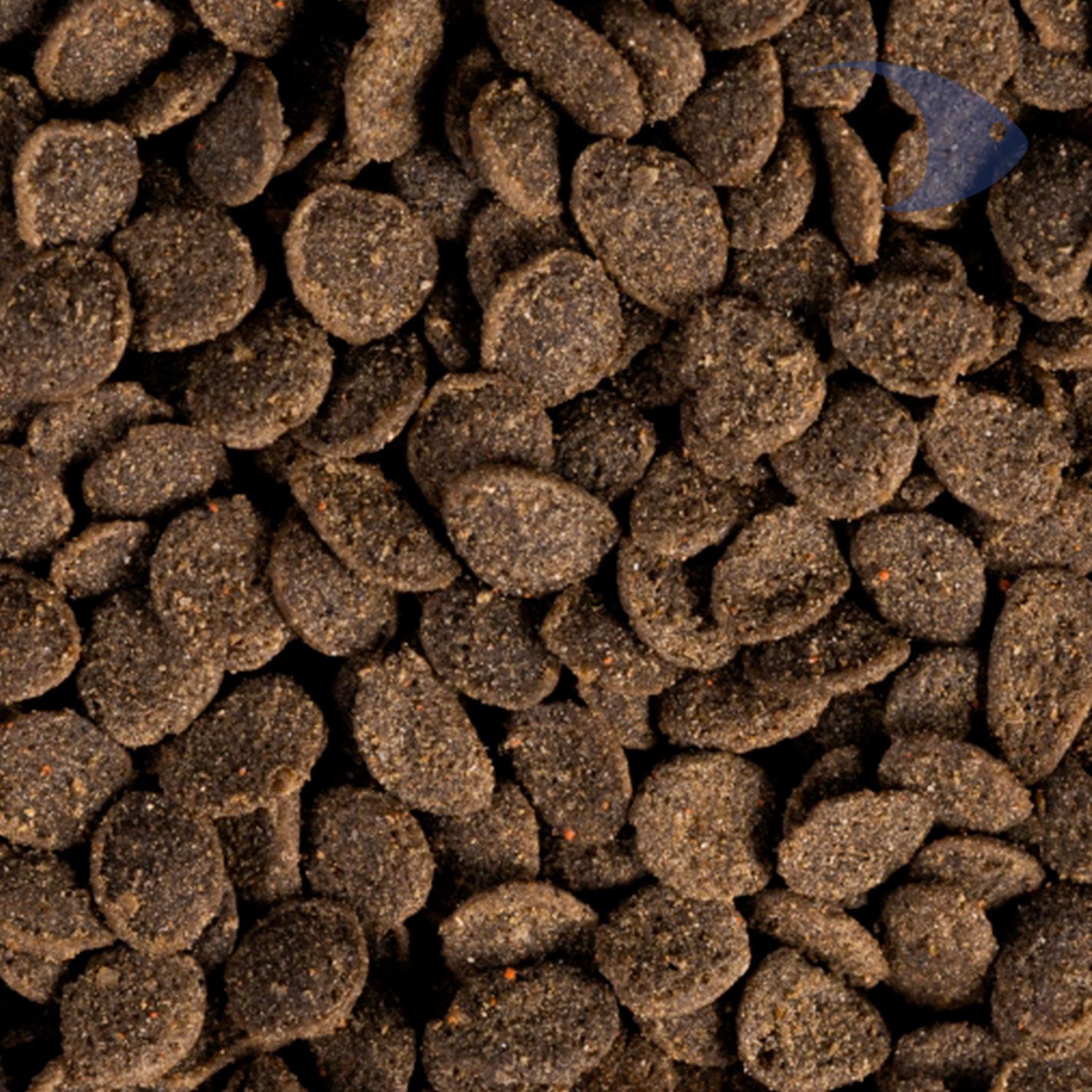 Apex Goldfish Pellet de crecimiento y color 7 Apex Goldfish Pellet de crecimiento y color - Imagen 7